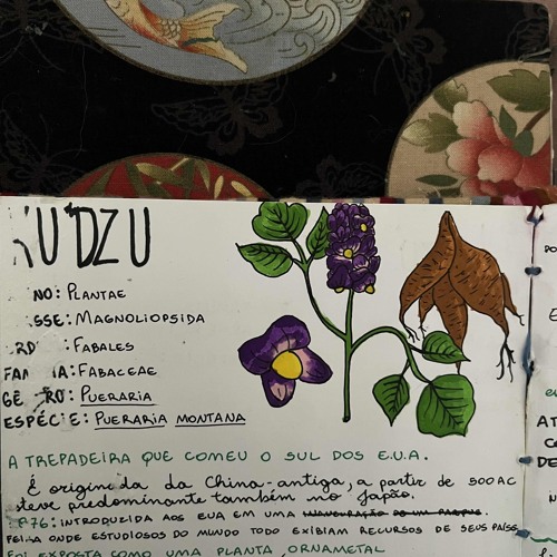 Kudzu universo (demo)