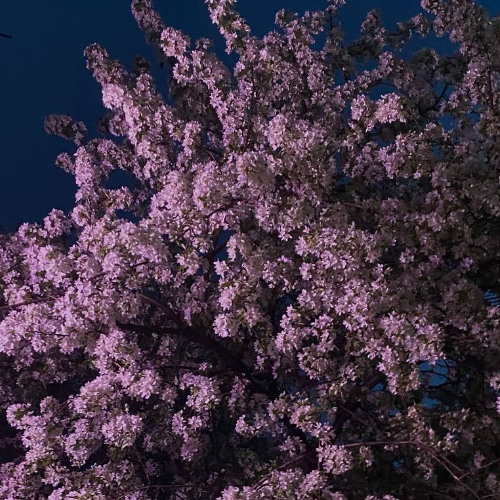 00/00/00 (prod. by Mjanee)