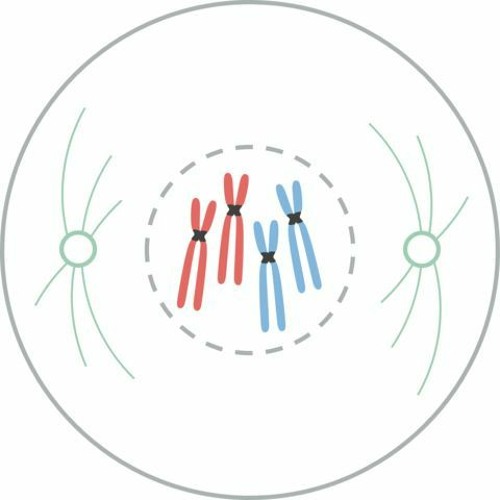 Stream episode Ciclo celular mitosis - meiosis clase 2 by Noemi ...