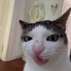 KittyShizy