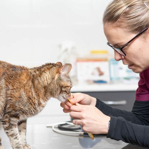 Stream episode Best Pets Care Solution From Home TheFitPets by James