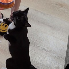 The Universal Suite II: Exogenesis