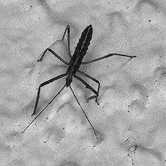 PUTS (PROD. DEVELOPMENT)