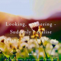 Looking, not seeing [naviarhaiku425]