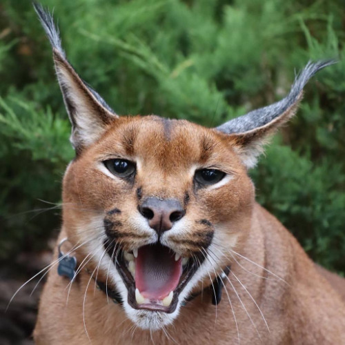 Cat Hisses at His Reflection in the Mirror - @ViralHog