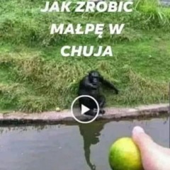 #cat core mix DOMD - FROM THE PAST