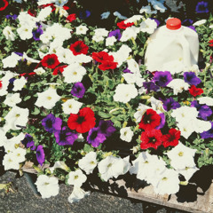 Datura // Narcissus // Roses