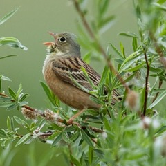 The last of the Ortolan Buntings