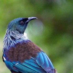 03 - Animal Talkin' - III Der Tui