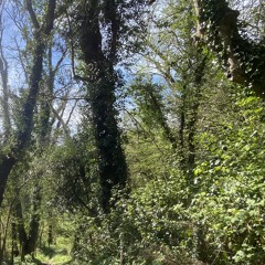 untitled jungle