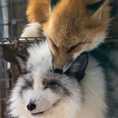 quannnic - false celebritism