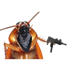 Cockroach Anthem