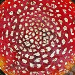 Jej muzyka: Amanita Muscaria