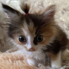 Погулять🫂