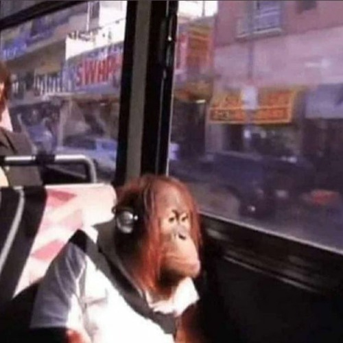 Обезьяна в наушниках мем