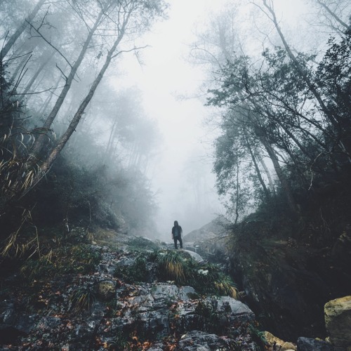 Undergrowth