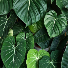 I Still Want You (Snippet)