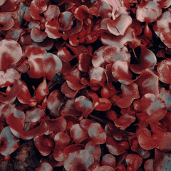 dead flowers
