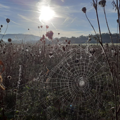 BenthraX- Coldblooded 12.12.24