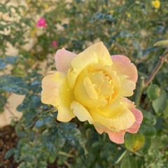 Aid thou thy servant