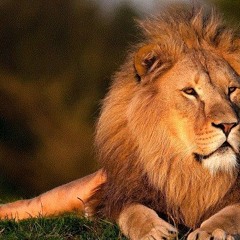 Extrait narration la résilience du lion