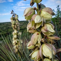 More Gray (Freestyle)