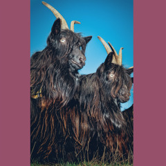 Suntrap & Light Wind