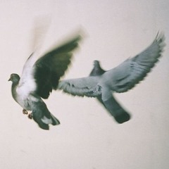 FLY AWAY MY BIRD (PROD. AKAYFORTYSEVEN)