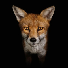 Intro/Travelling- 15_04_2025, 14.22