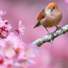 Spring Melody (feat. Bastacho)