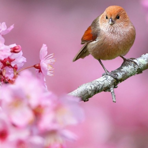 Spring Melody (feat. Bastacho)