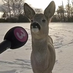 Montagem Effeminatio Molitia 2 Hardstyle (Mega slowed)