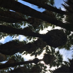 Palm Tree Bliss