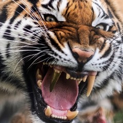uzeronerr-are we ballin @tigerattack