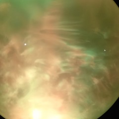 Donkeys dancing in the dim lit dusk