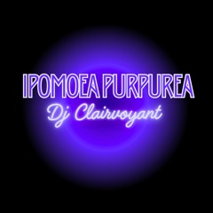 IPOMOEA PURPUREA