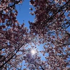 ¿cherry blossoms?