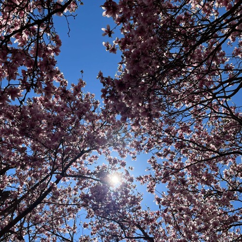 ¿cherry blossoms?