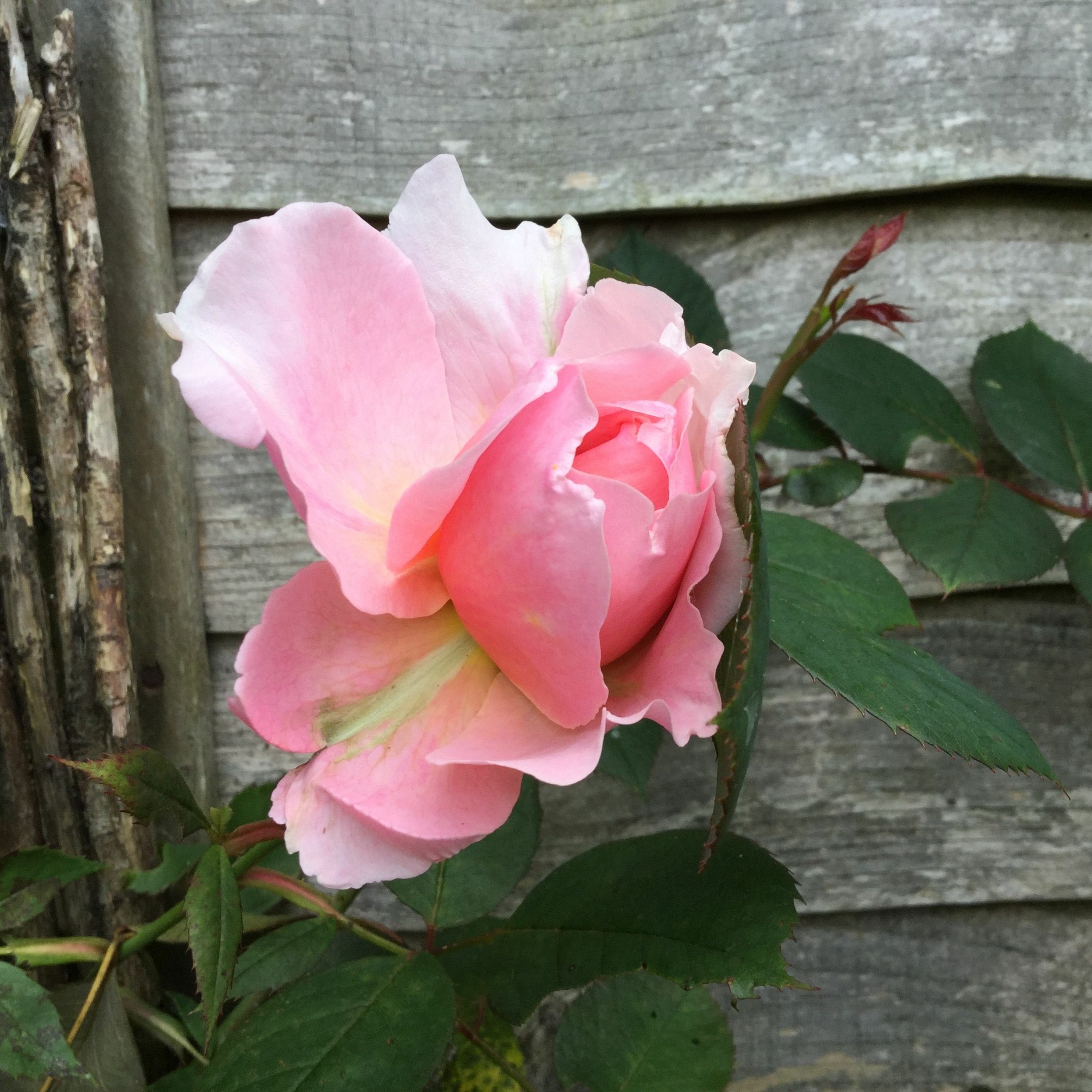 carol@carolgrimes.com