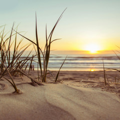Sea Sand Live