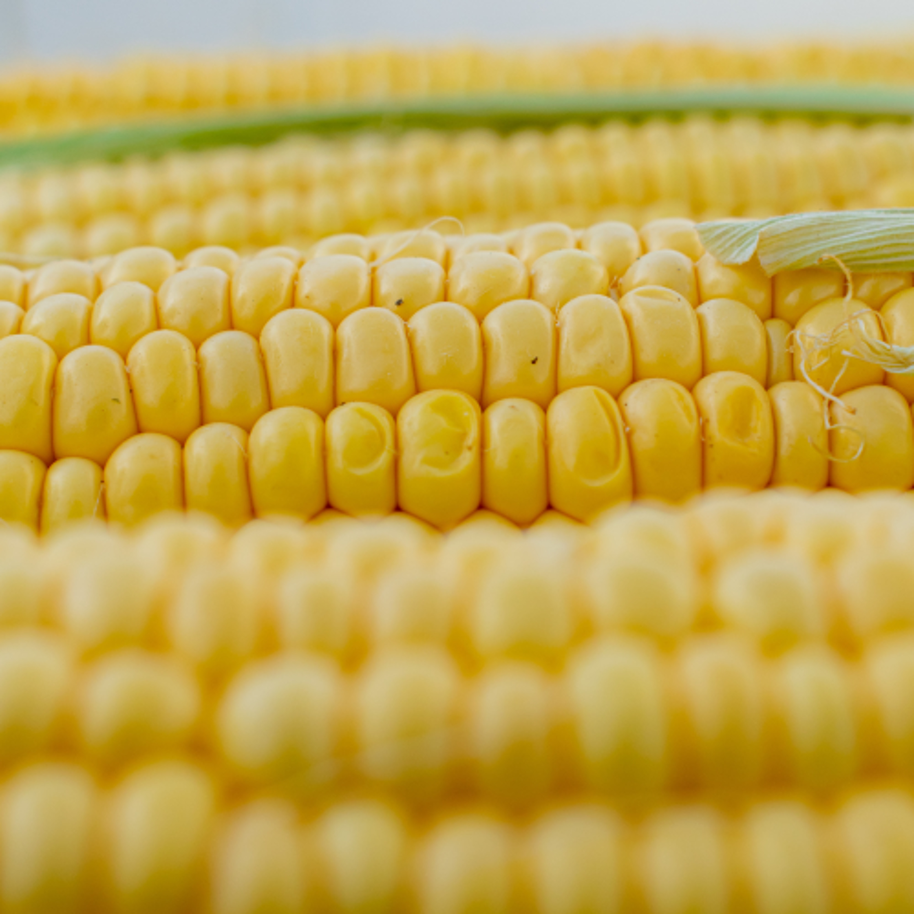 Nortera Closes Lethbridge Frozen Food Facility Amid Rising Production Costs episode artwork