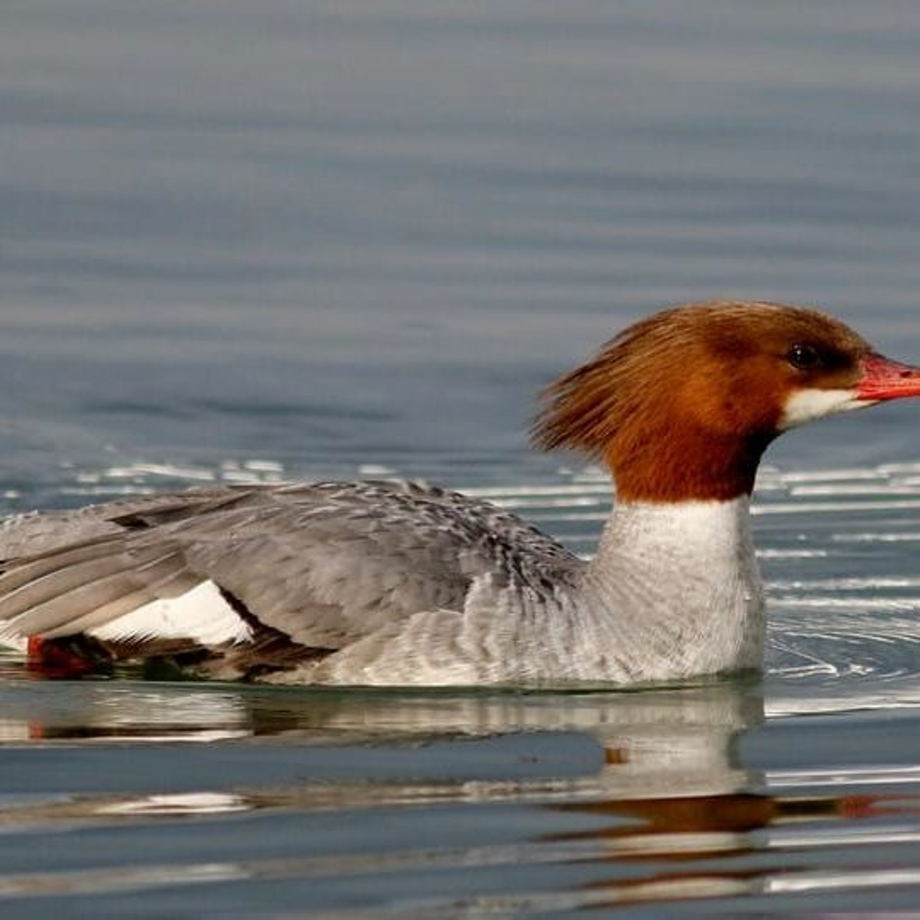 Mergansers Mindmeld episode artwork