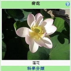 lostlorn forest (1) (2)