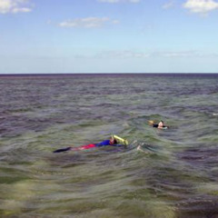 Review Special Price Shallow Water Snorkeling And Dolphin Watching In Key West