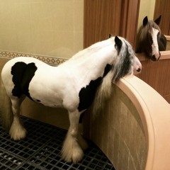 SILVIA PRADA MIX-CLUB DALMATIAN 2011