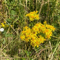 Blessed Are The Peacemakers