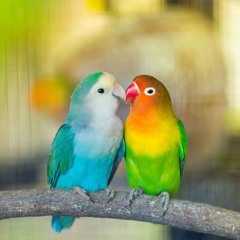 ليس-عظيم-أنما-جميل-وأنعم-من-القطن-موسيقى_43.mp3