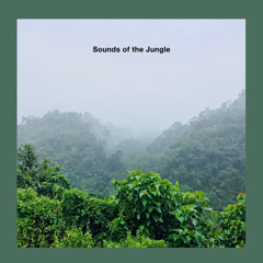 Rain and Bird Sounds