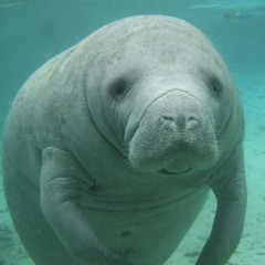 Manitee X Dieathon - Soundstation