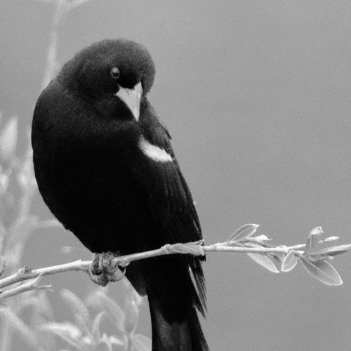 _silk_[interlude]